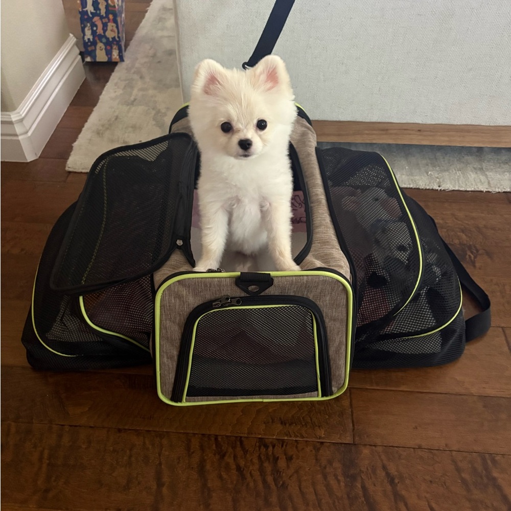 Meet your Posher, Daisy